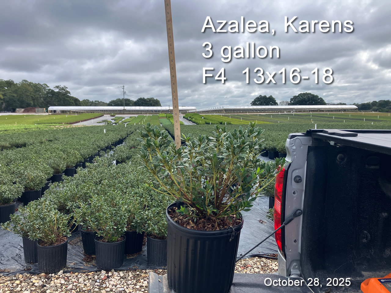 gallery/ka3 f4 oct28.jpg